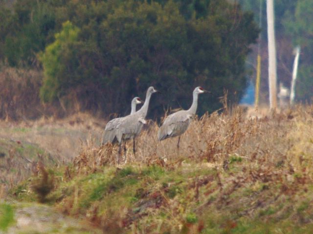 Sandhill Cranes